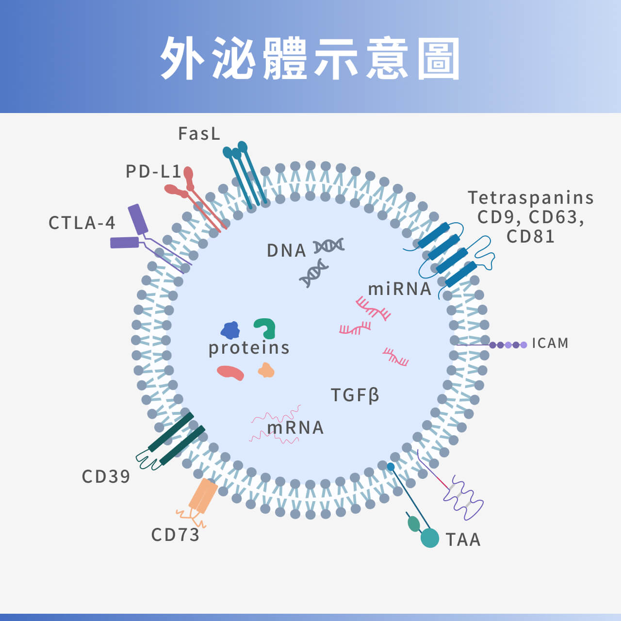 外泌體示意圖