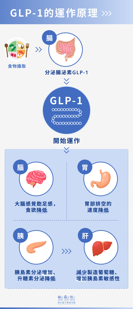 GLP-1在人體的運作原理
