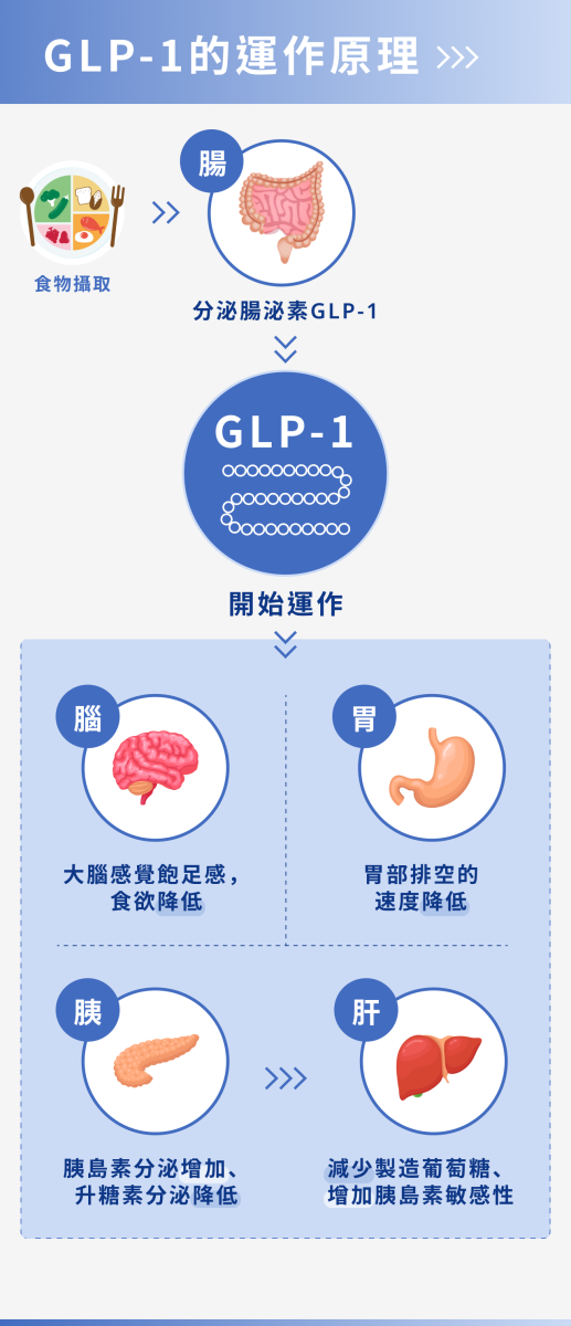 GLP-1在人體的運作原理